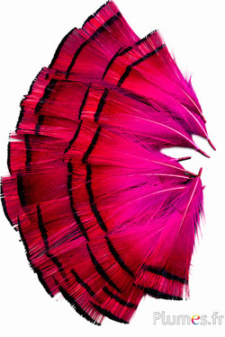 Fagiano dorato - 4-6 cm - arancione dorato-fucsia